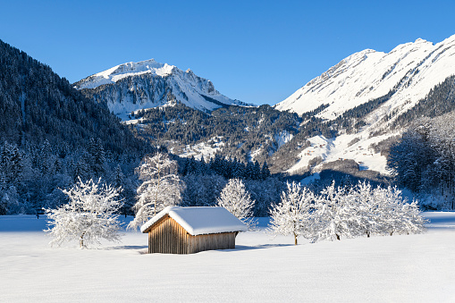 Snow-covered landscape in the mountains with a barn and frozen trees in the foreground. Vorarlberg, Schoppernau
