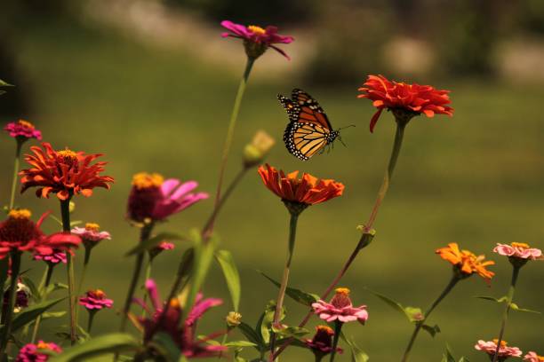 istock Monarch Butterrfly checking out flowers. 1364089556