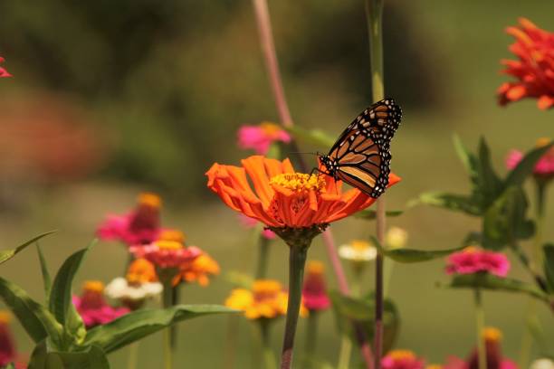 istock Monarch Butterfly extracting nectar and Pollinating Zinnia. 1364089565