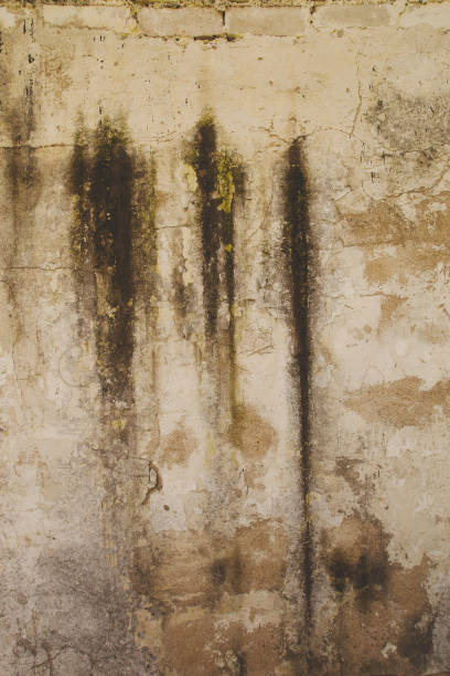 istock Grungy grey brown old cement wall background texture 1364089591