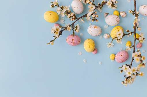 ¡Felices Pascuas! Coloridos huevos de chocolate de Pascua con flores de cerezo planas sobre fondo azul. Elegante plantilla de resorte tierno con espacio para texto. Tarjeta de felicitación o banner photo