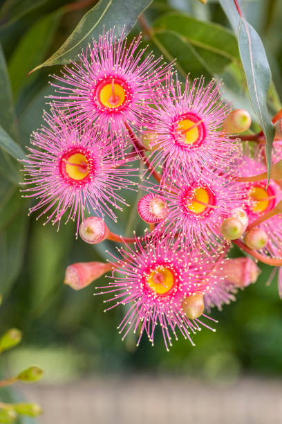 istock Beautiful Gum Tree flowers and buds, background with copy space 1364089669