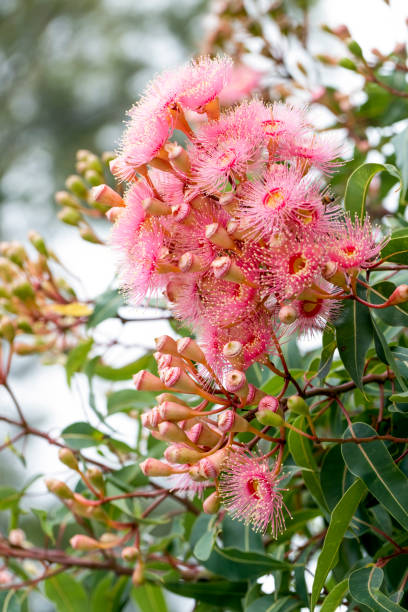 istock Beautiful Gum Tree flowers and buds, background with copy space 1364091014