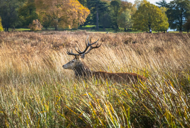 view of male red deer walking through tall grass in marsh in fall - richmond park imagens e fotografias de stock