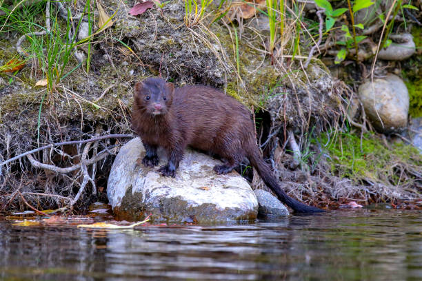 Wild mink on the Boise River Wild mink in downtown Boise, Idaho american mink stock pictures, royalty-free photos & images