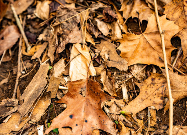 istock Leaves in the winter 1364093453