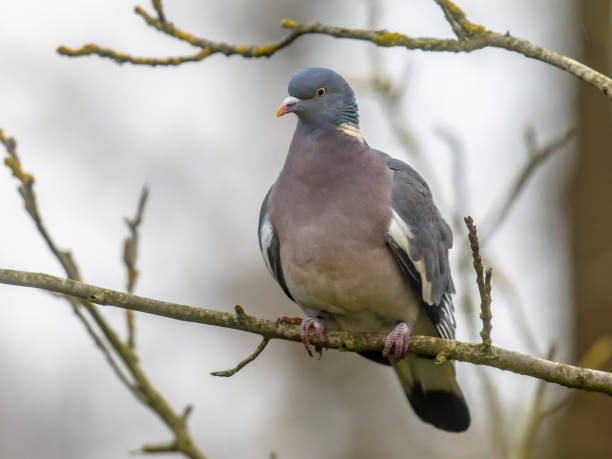 istock Wood pigeon perched on branch 1364094657