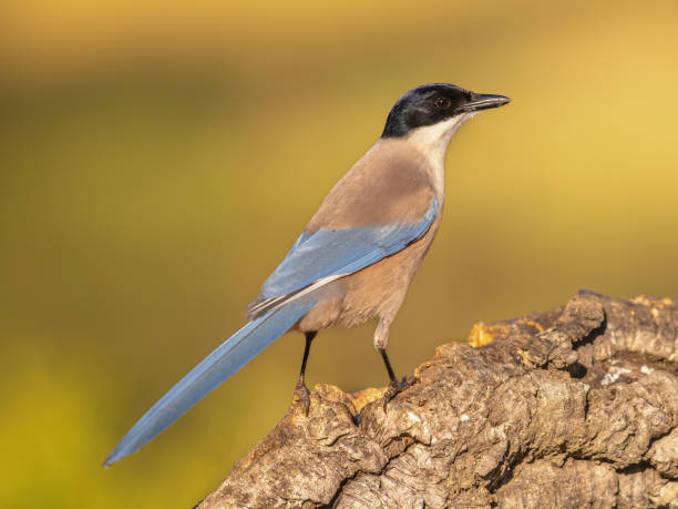 istock Iberian magpie on trunk against bright background 1364094701