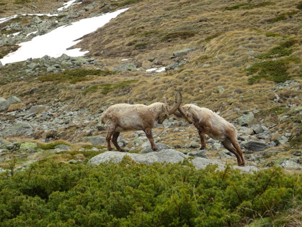 istock Fighting between capricorns in the alps in Zermatt 1364094834