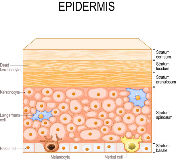 слои эпидермиса. эпителиальные клетки кожи - melanocyte stock illustrations