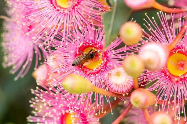 istock Bee pollinating Gum Tree flowers and buds, background with copy space 1364095383