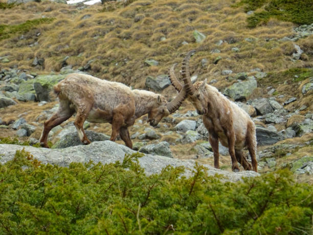 istock Fighting between capricorns in the alps in Zermatt 1364095475
