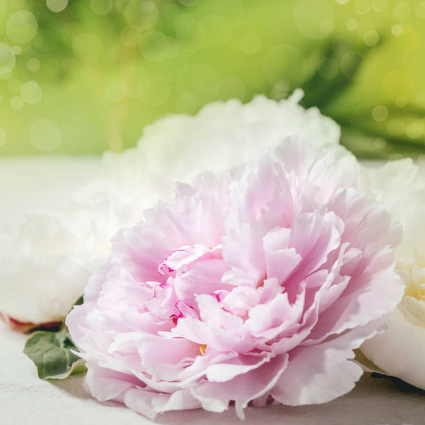 istock Pink and white peonies flowers with leaves 1364096479