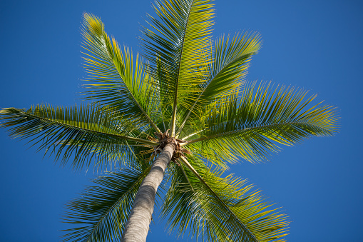Cocos nucifera leaves on a background of blue sky close up