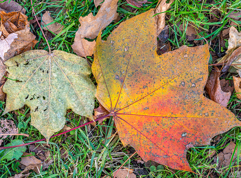 Autumn fall foliage in forest  with maple leaves