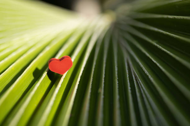 Small red heart on a palm leaf with sunbeams, closeup. Depth of field.