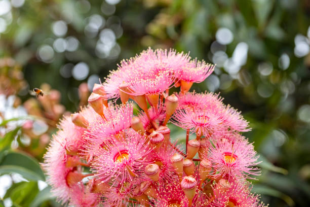 istock Beautiful Gum Tree flowers and buds, background with copy space 1364097539