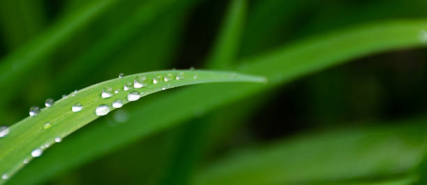 dew drops on the grass stock photo