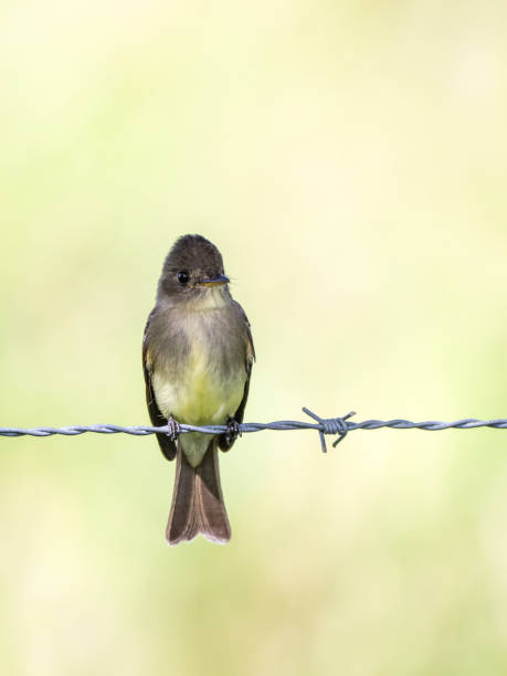 istock Greater pewee sitting on barbed wire 1364098723