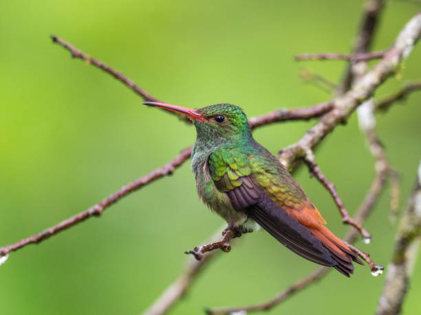 istock Rufous-tailed Hummingbird on tree during rain 1364098872