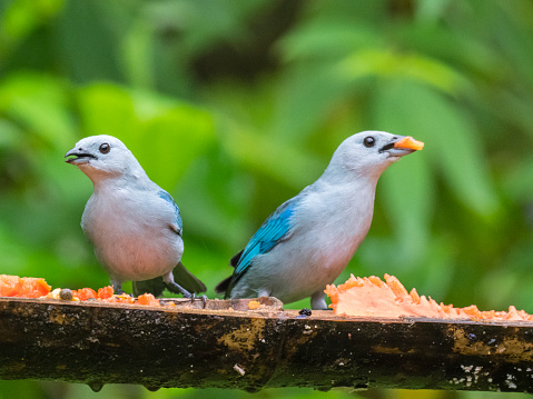 The Blue-gray Tanager (Thraupis episcopus) is a medium-sized South American songbird of the Tanager family, Thraupidae. It occurs naturally in Mexico south to northeast Bolivia and northern Brazil. It has been introduced to Lima, Peru.
