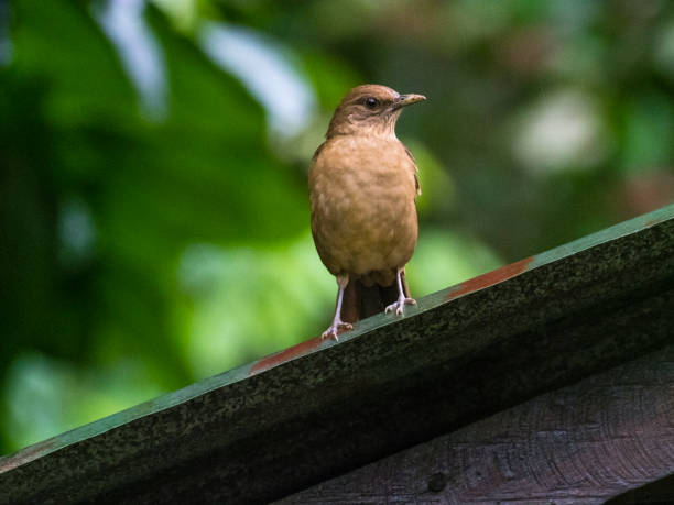 Clay-colored thrush sitting on roof stock photo