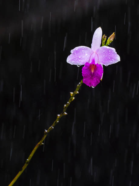Cattleya Trianae orchid in rain A beautiful Cattleya Trianae orchidea in the rainforest in Costa Rica cattleya trianae stock pictures, royalty-free photos & images
