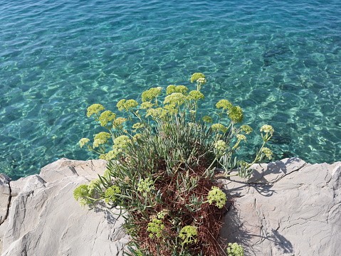 Beautiful flower above the sea on a gray rock in the sun on a summer day