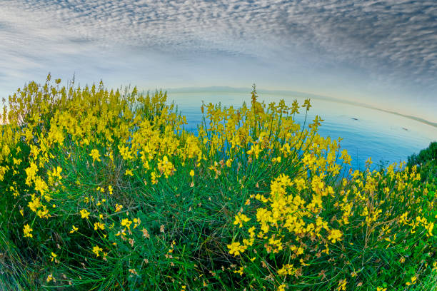 Sea cliffs with Sweet pea wildflowers and view of the Strait of Juan de Fuca along the coastline of Victoria,  British Columbia