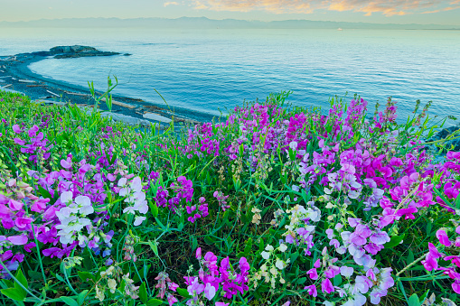 Sea cliffs with Sweet pea wildflowers and view of the Strait of Juan de Fuca along the coastline of Victoria,  British Columbia