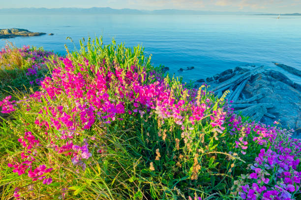 istock Victoria, Vancouver Island 1364101887