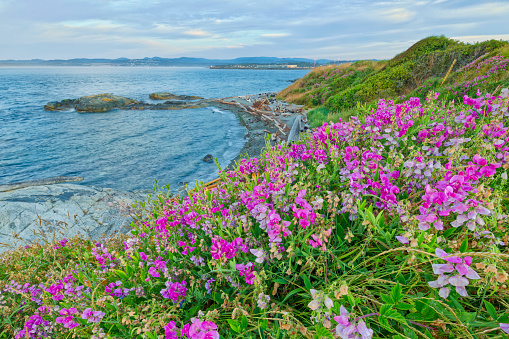 Sea cliffs with Sweet pea wildflowers and view of the Strait of Juan de Fuca along the coastline of Victoria,  British Columbia