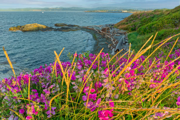 istock Victoria, Vancouver Island 1364101928
