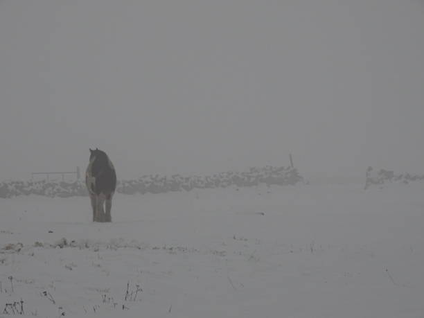 istock Horse in the snow 1364102262