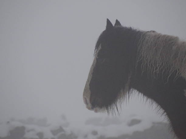 istock Horse in the snow 1364102279