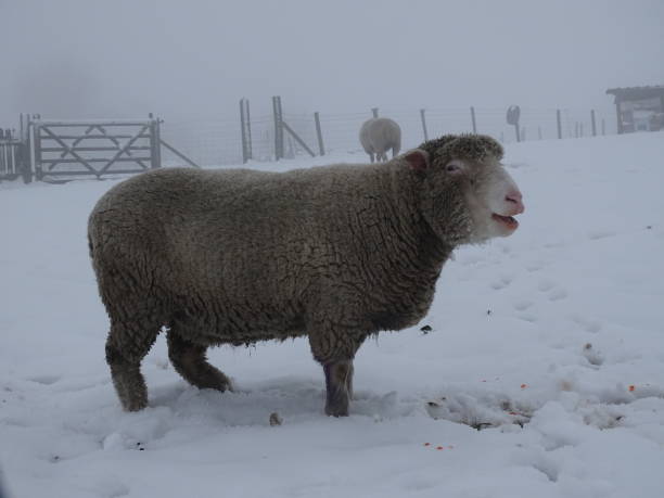 istock Sheep in the snow 1364102958