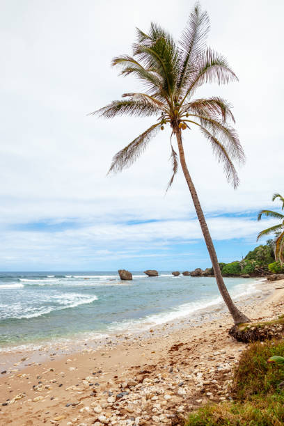 istock Caribbean coast - Bathsheba, Barbados 1364105428