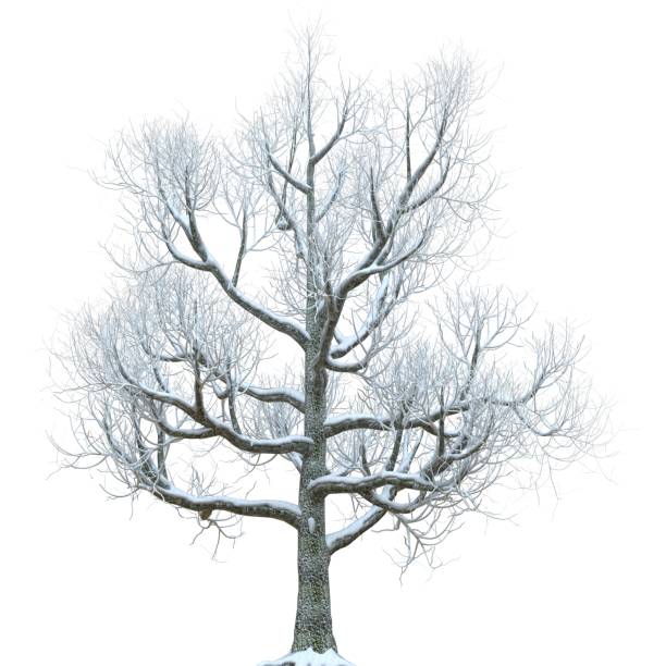 istock Winter tree in the snow isolated on white background 3d illustration 1364105483