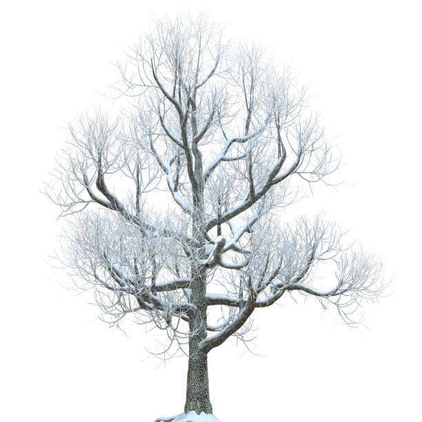 istock Winter tree in the snow isolated on white background 3d illustration 1364105487