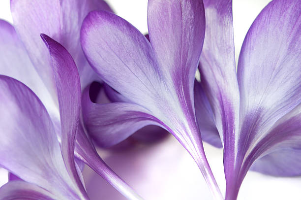 istock Freshly Picked Purple Crocuses on White Background 136410573