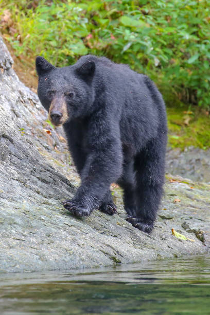 istock Wild black bear on the Rouge River, Oregon, USA 1364107193