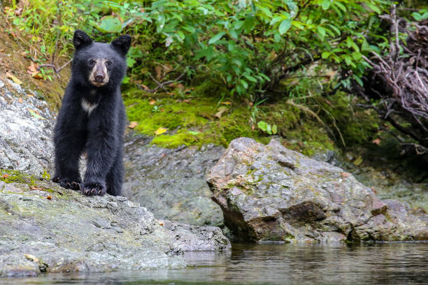 Wild black bear cub on the Rouge River, Oregon, USA Black bear on the Rouge River in the Wild and Scenic section black bear cub stock pictures, royalty-free photos & images