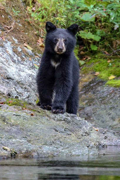 istock Wild black bear cub on the Rouge River, Oregon, USA 1364107228