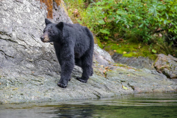 istock Wild black bear on the Rouge River, Oregon, USA 1364107242