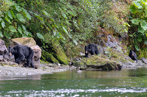 Black bears on the Rouge River in the Wild and Scenic section