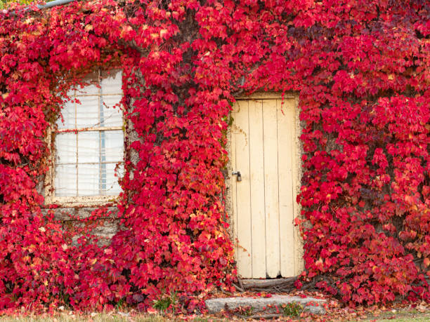 istock An old door and window in ivy covered wall 1364107366