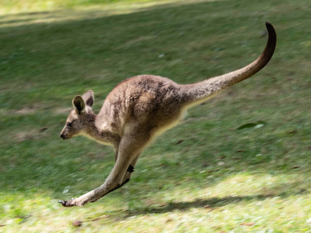 istock Close up of kangaroo hopping 1364107392