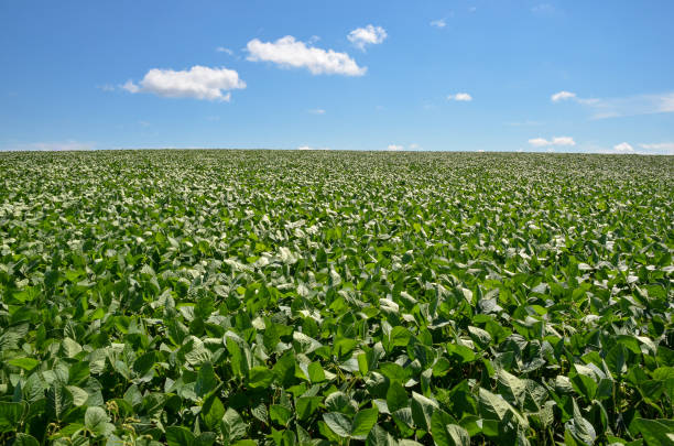 istock Field of Soybeans under Blue Sky with White Clouds 1364107412