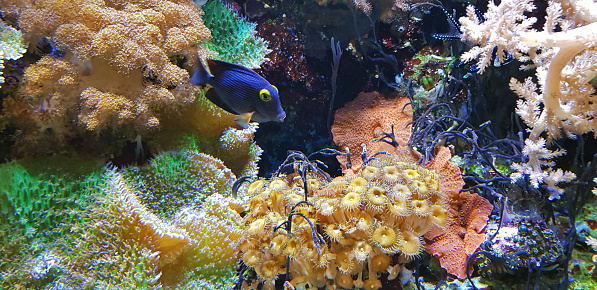 Coral reef aquarium with tropical fish.