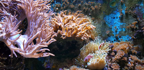 istock Coral reef aquarium with tropical fish 1364107459